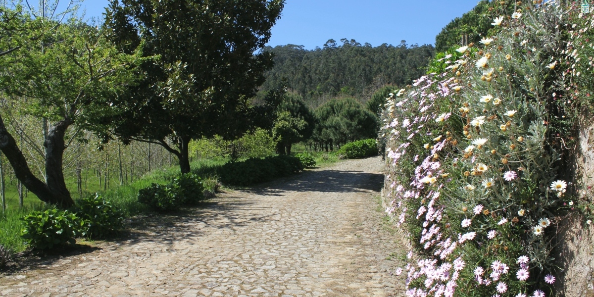 Flores da estrada