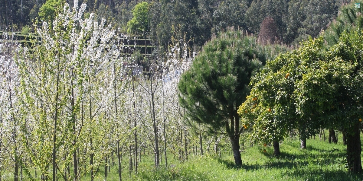 Cerejeiras