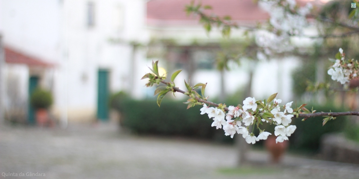 Flores de cerejeira